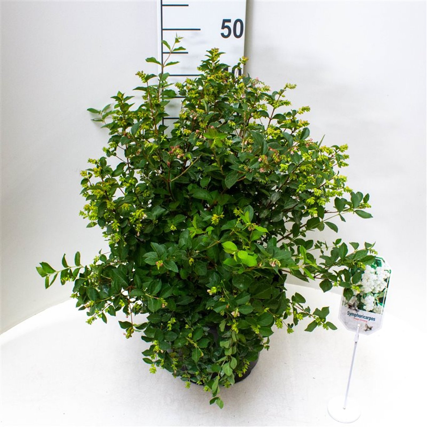 Symphoricarpos d. 'Magical Galaxy'  - C10 50-60 CM