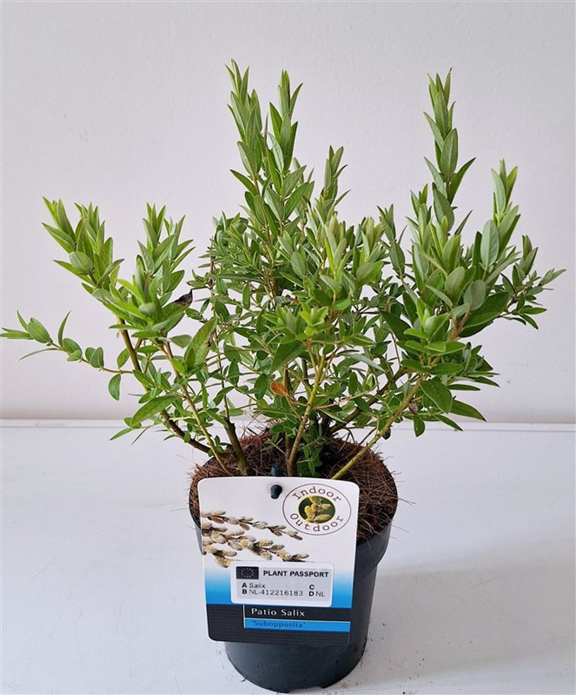 Salix subopposita - C3 30-40 CM