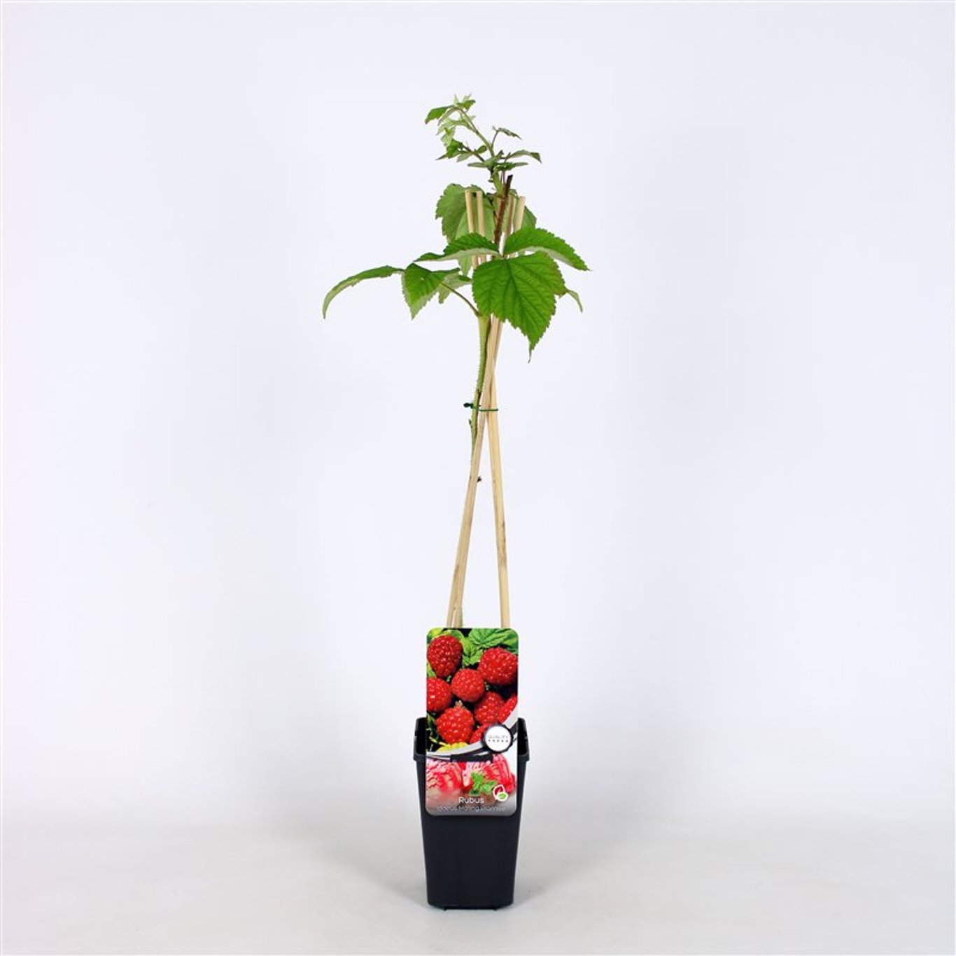 Rubus idaeus 'Malling Promise' - C2 70/+ CM