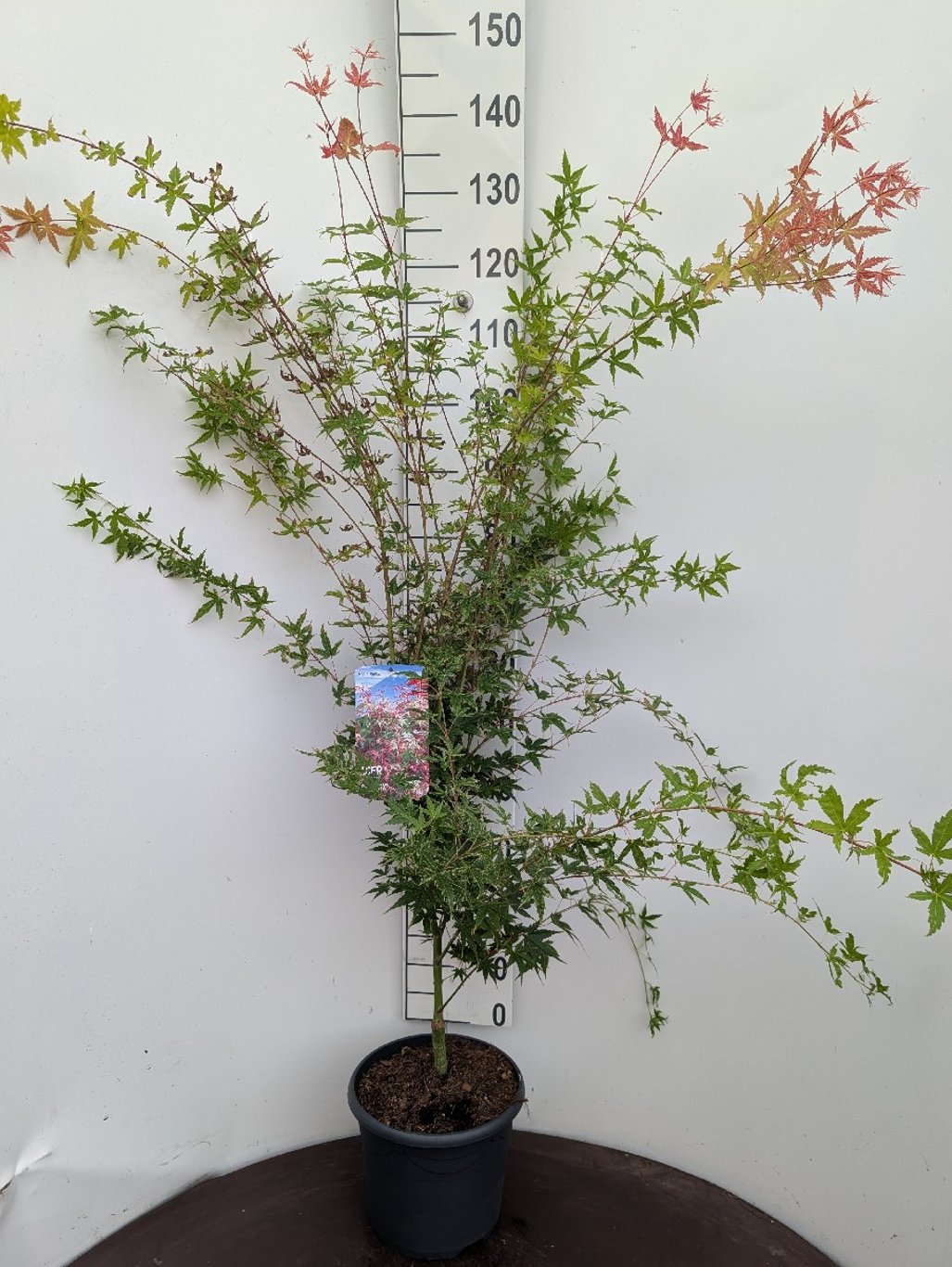 Acer pal. 'Phoenix' - C7.5 60-80 CM