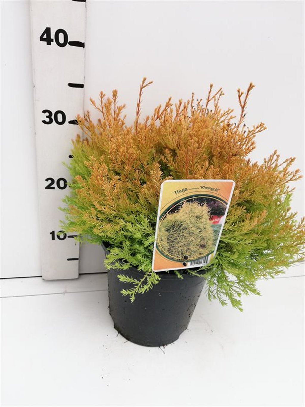 Thuja occ. 'Rheingold' - C3 25-30 CM
