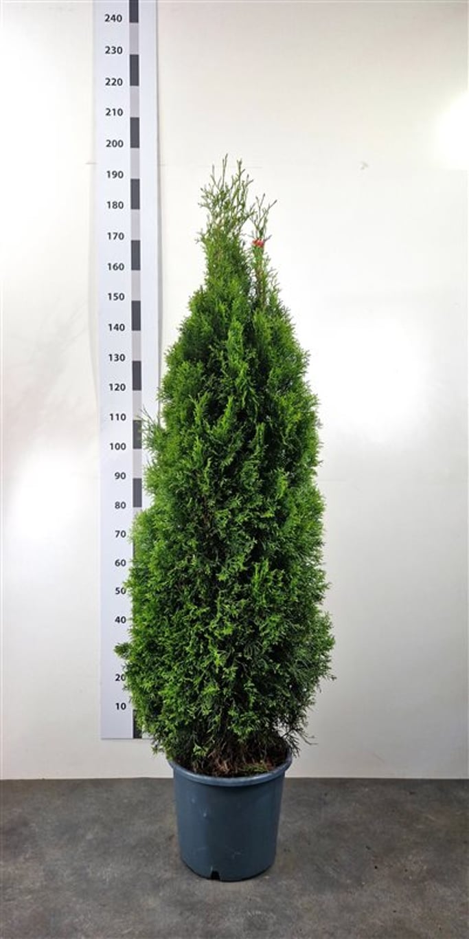 Thuja occ. 'Smaragd' - C20 125-150 CM