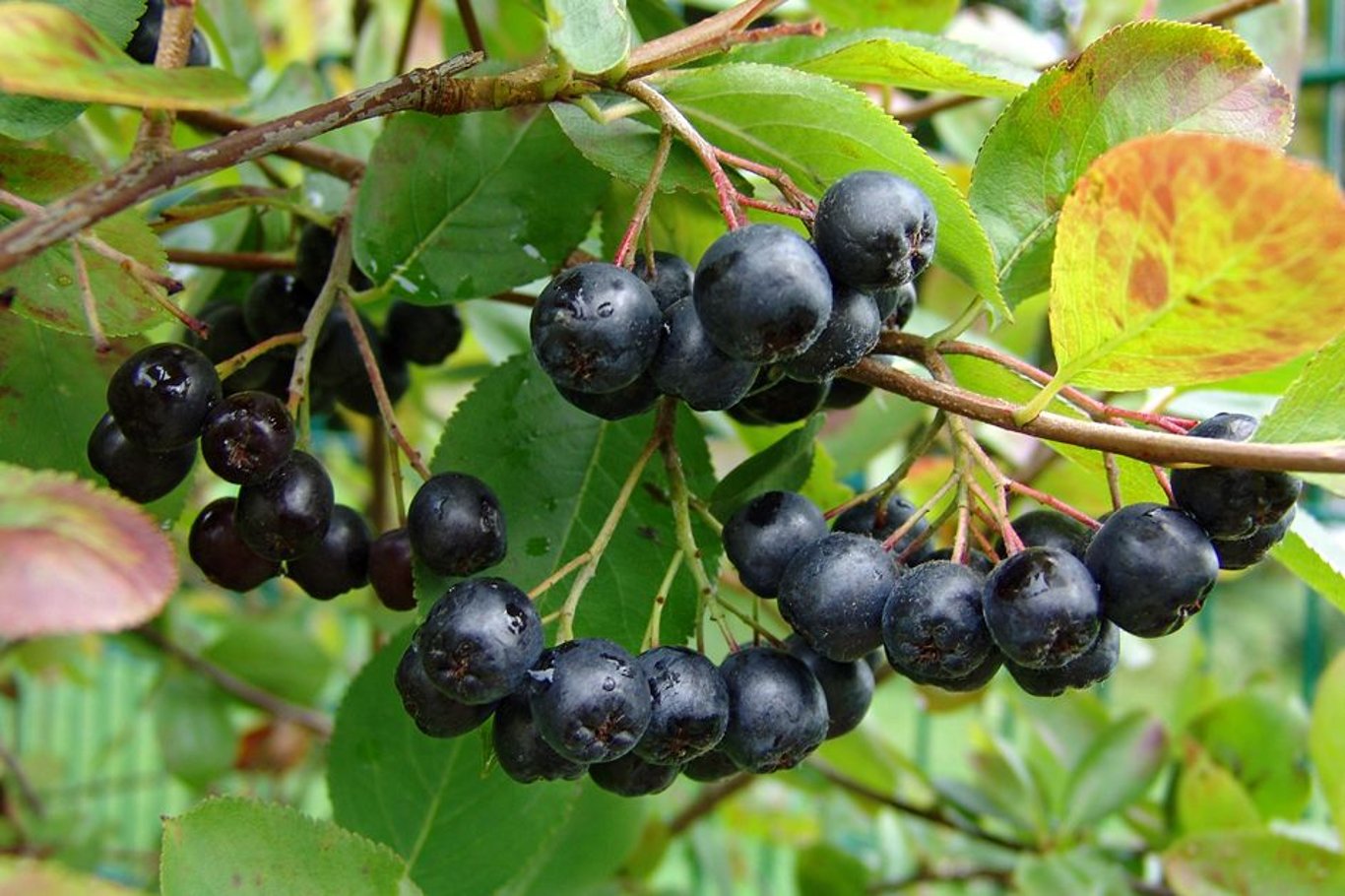 Aronia melanocarpa - 80-100 CM RB