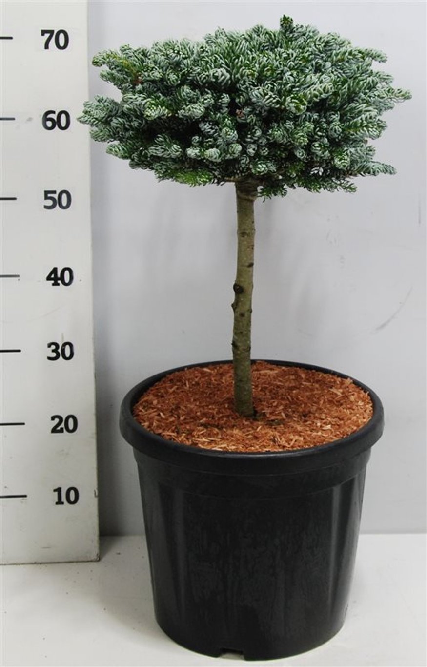 Abies koreana 'Kohout's Icebreaker'® - 30 CM Stem C12