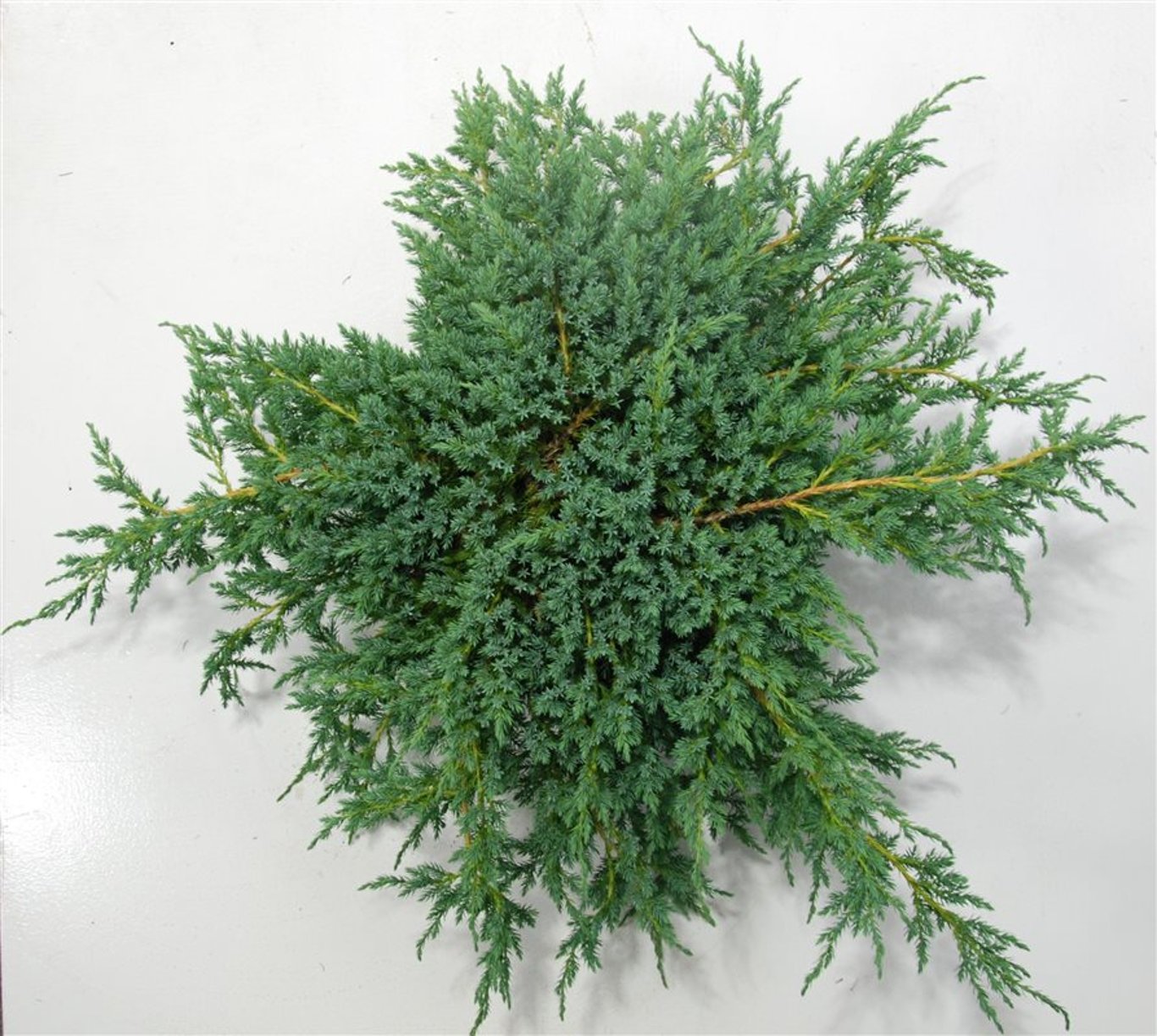 Juniperus squamata 'Blue Carpet' - C12 60-70 CM