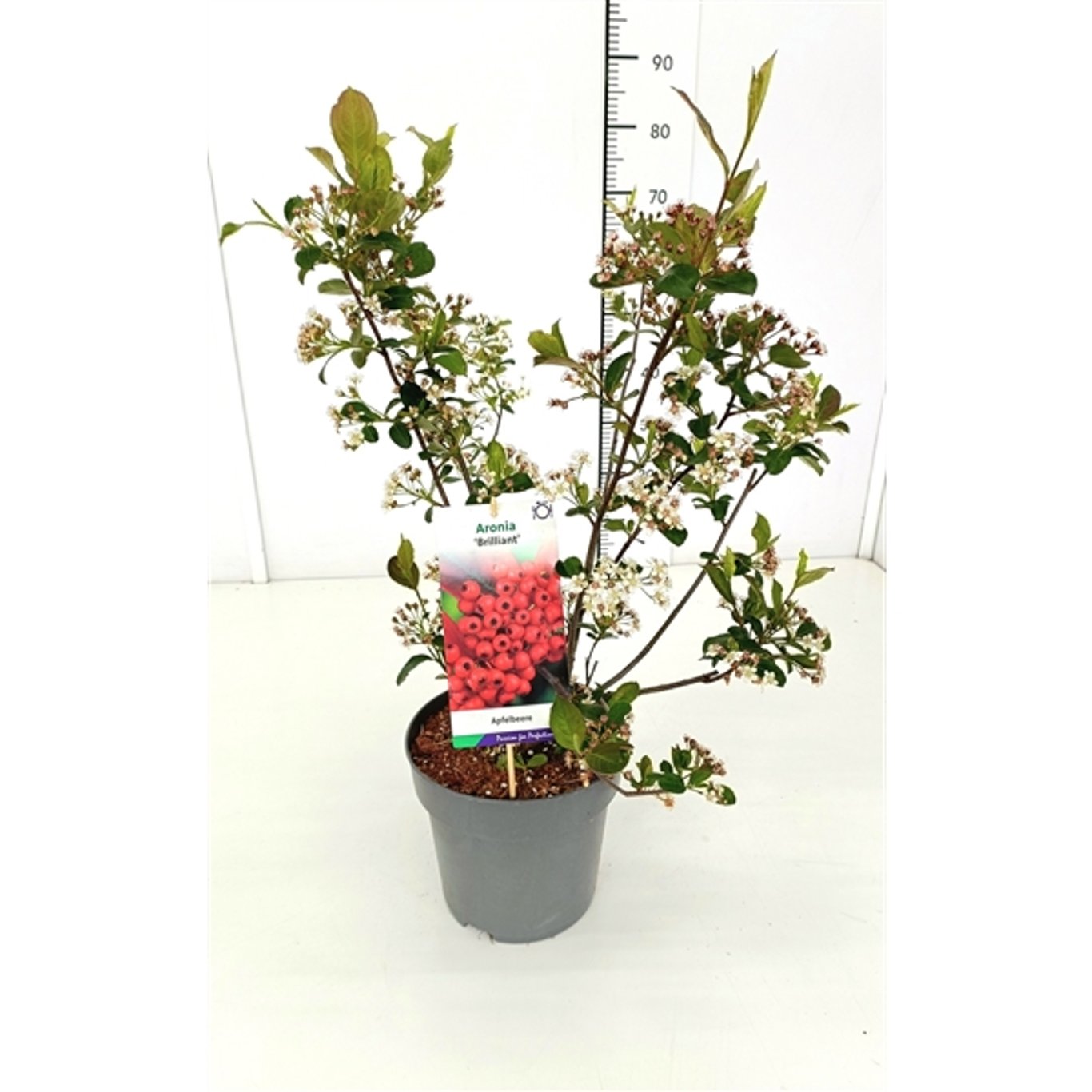 Aronia arbutifolia 'Brilliant' - C5 50-60 CM