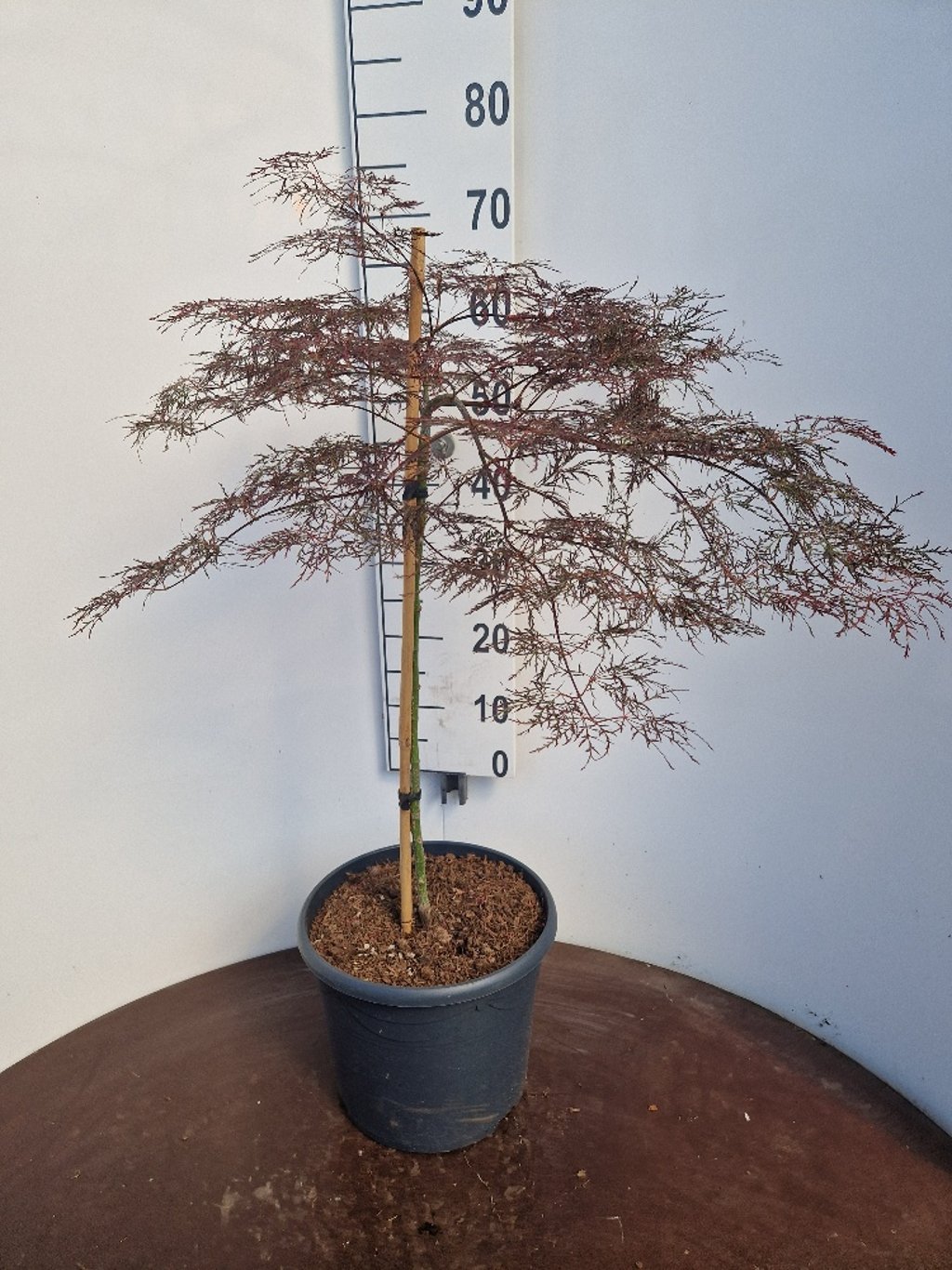 Acer pal. 'Red Feathers' - 50 CM Stem C10