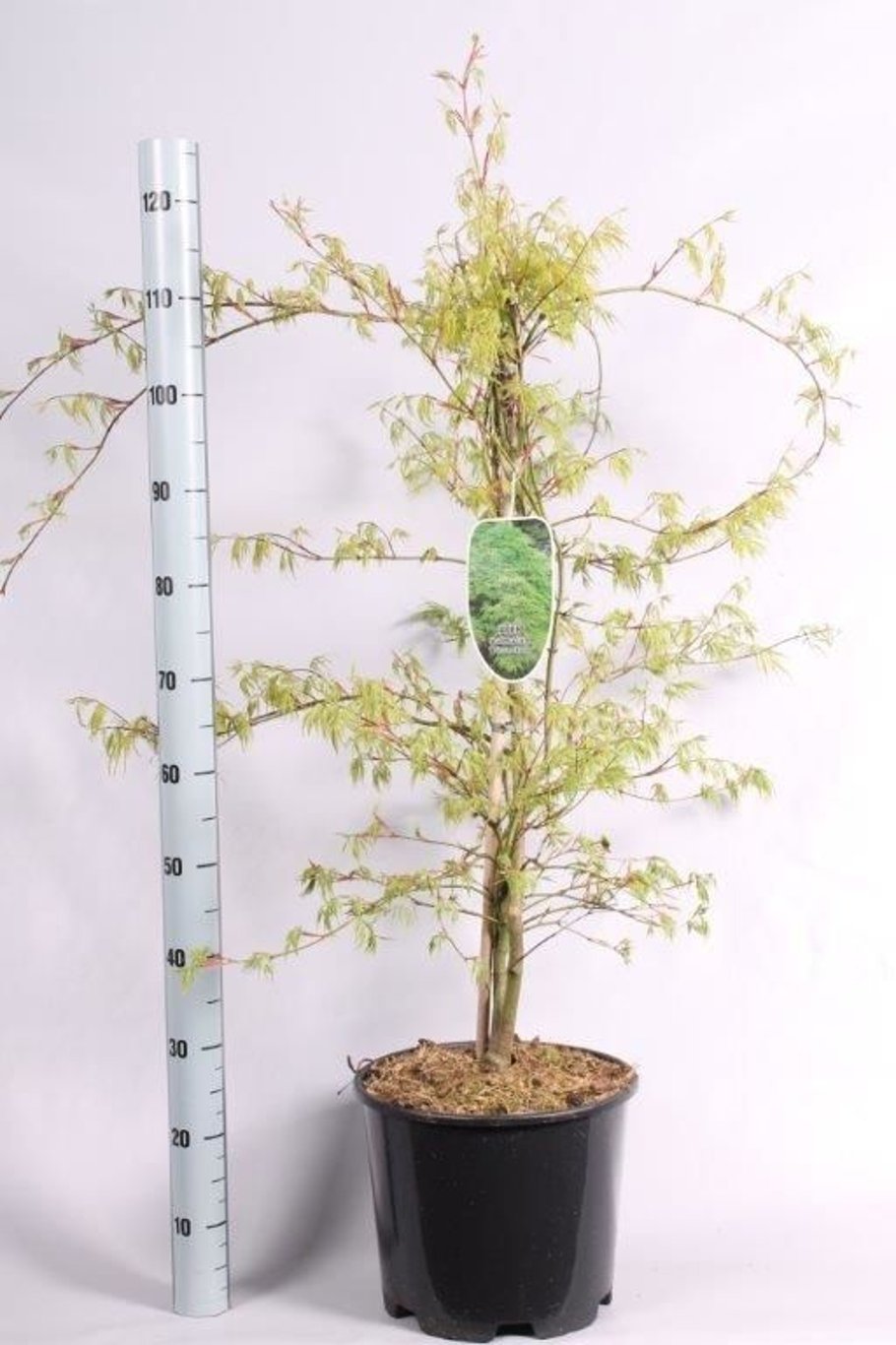 Acer pal. 'Dissectum' - C15