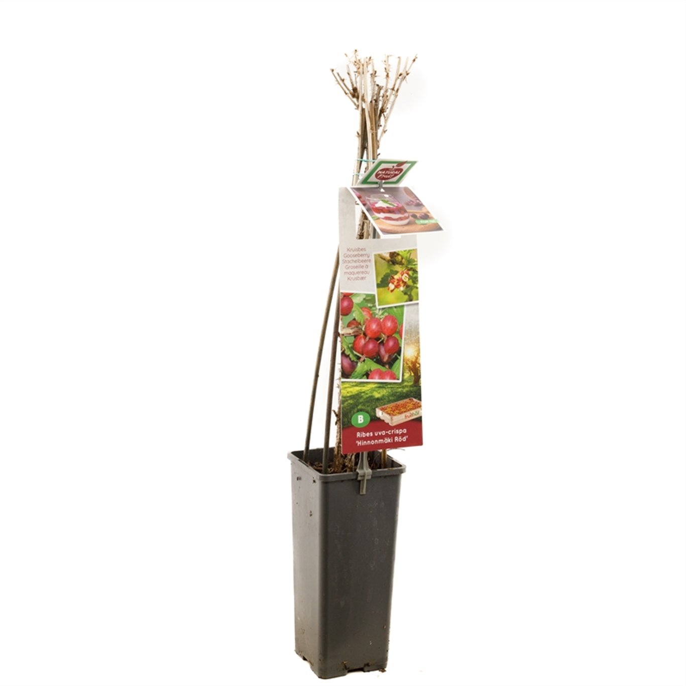 Ribes u.-c. Hinnonmäki Röd - C2 50-60 CM