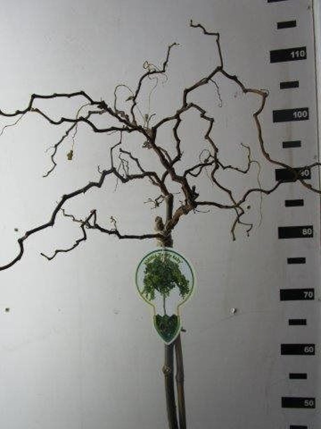Robinia ps. 'Twisty Baby' - 80 CM Stem C5