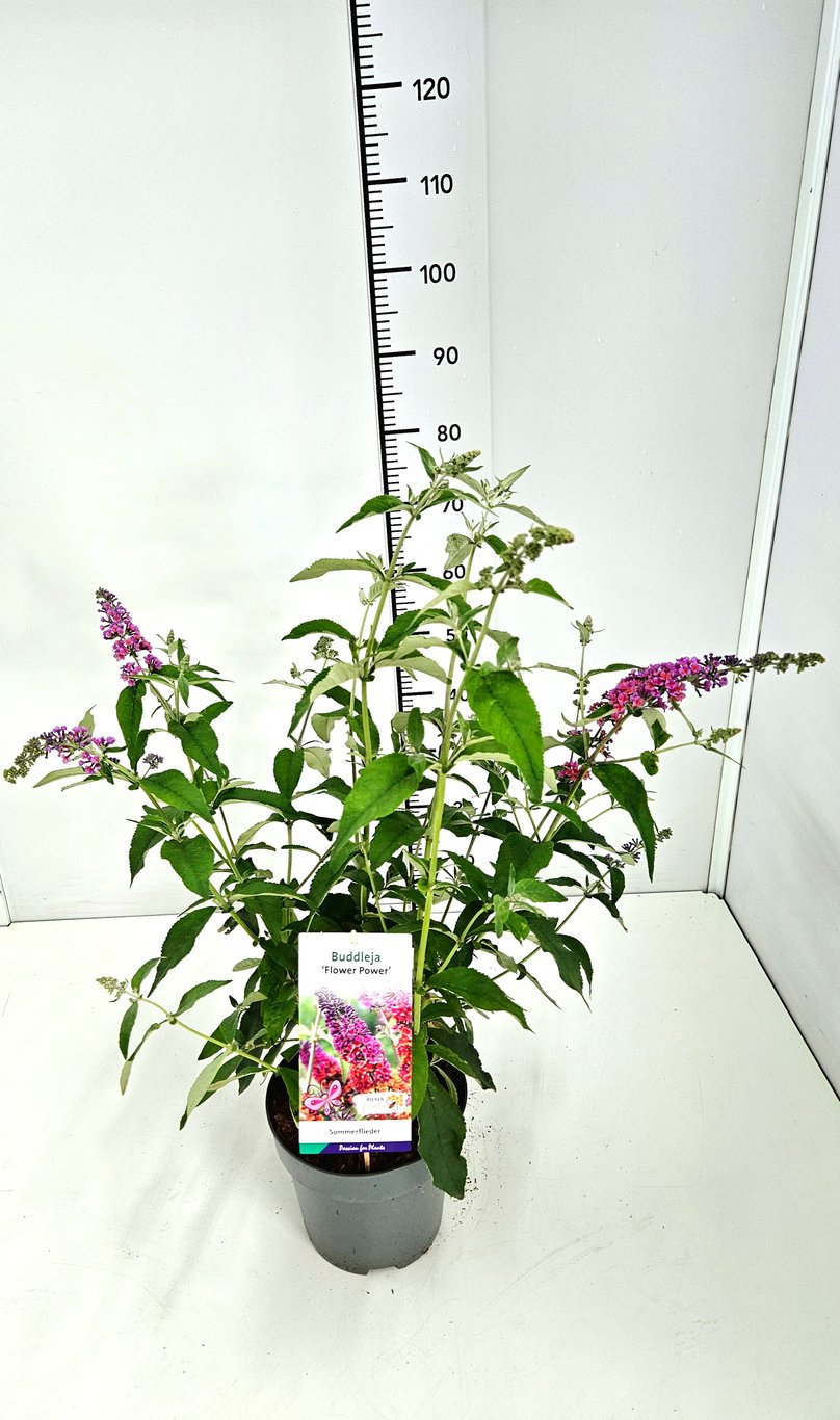 Buddleja dav. 'Flower Power' - C5