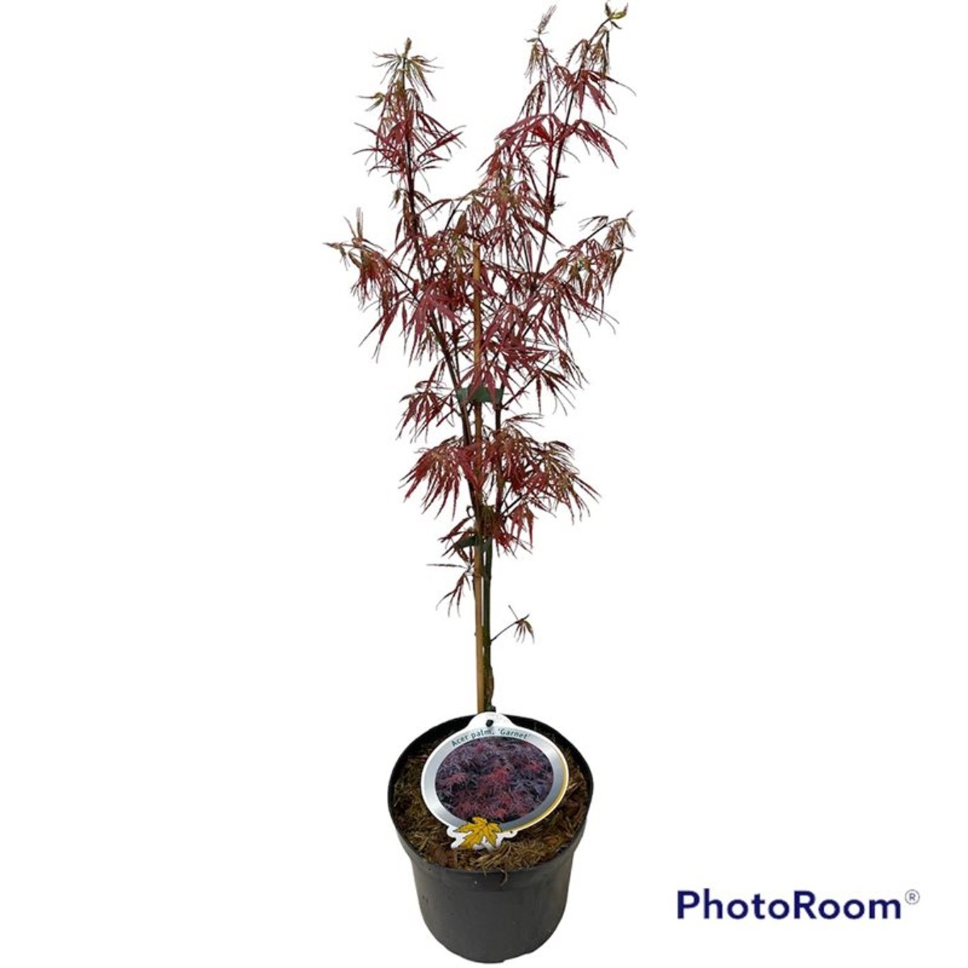 Acer pal. 'Garnet' - C3 30-40 CM