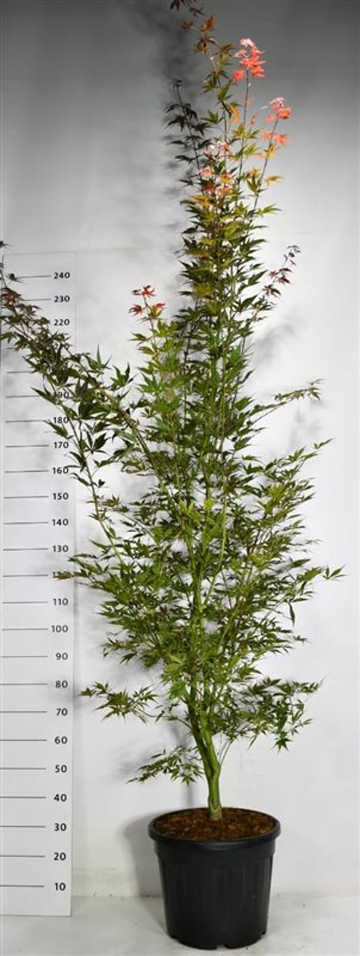 Acer pal. 'Sumi-nagashi' - C35 200-250 CM