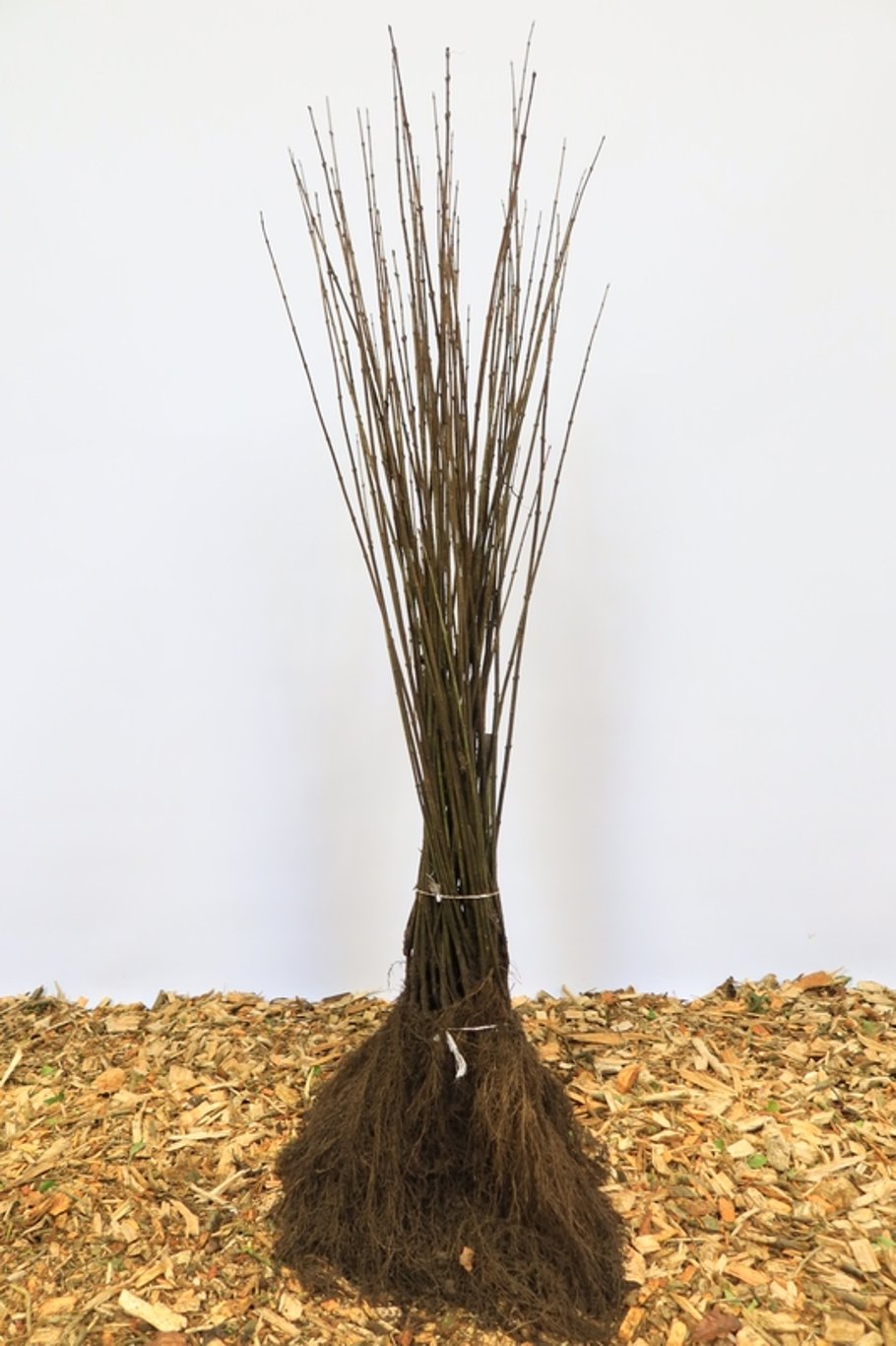 Ligustrum vulg. 'Atrovirens' - 100-120 CM bare root 0/2  2-3 branche