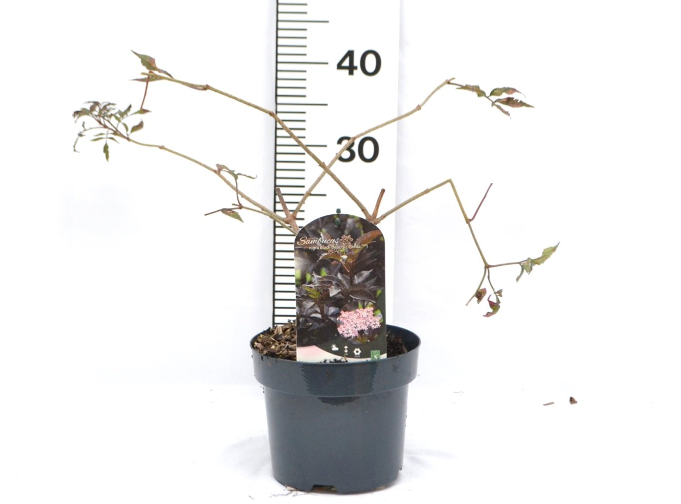 Sambucus nigra 'Black Beauty' ® - C3 20-40 CM