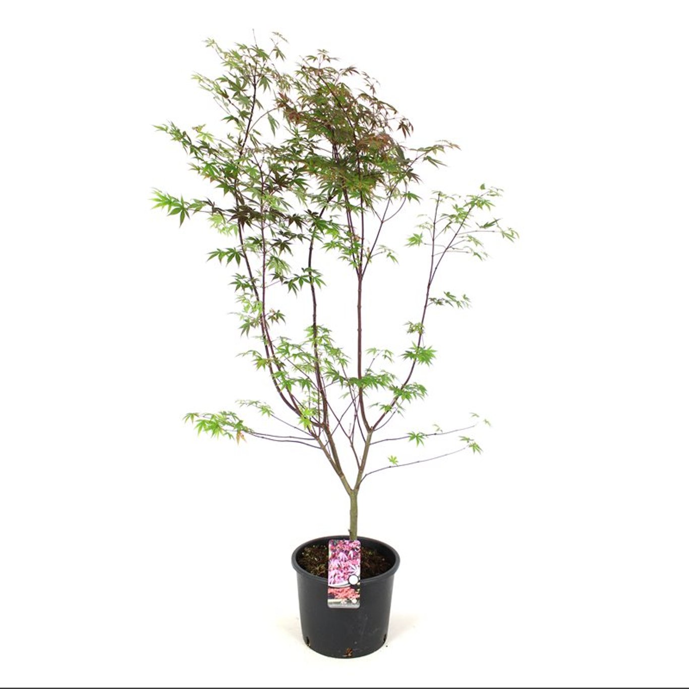 Acer pal. 'Atropurpureum' - C15 125-150 CM