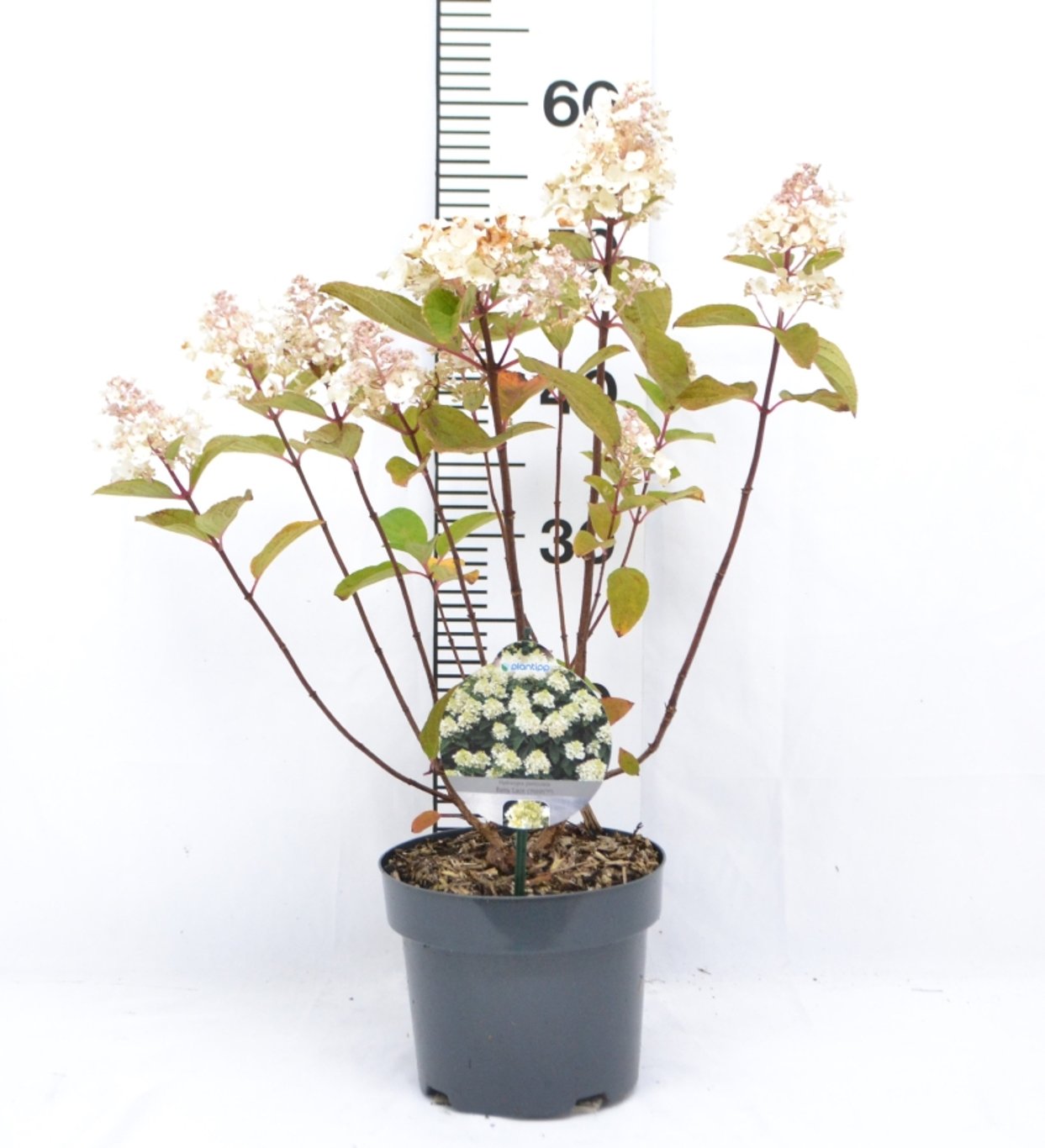 Hydrangea pan. 'Brussels Lace' - C3 20-40 CM
