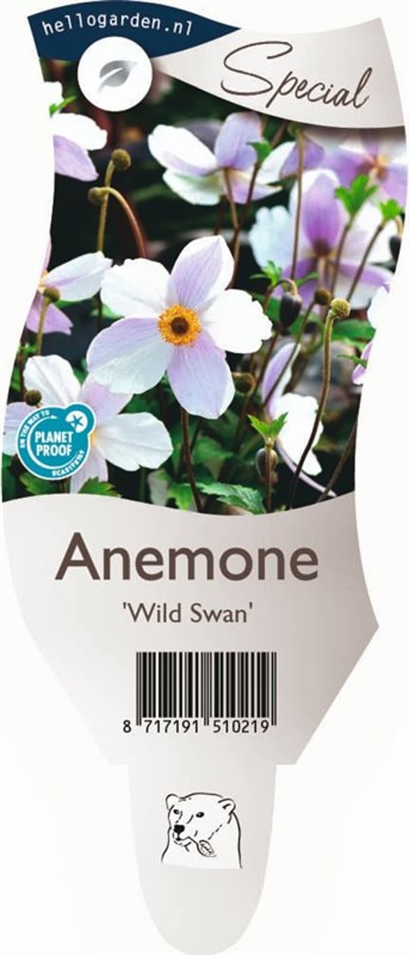Anemone Wild Swan - P11