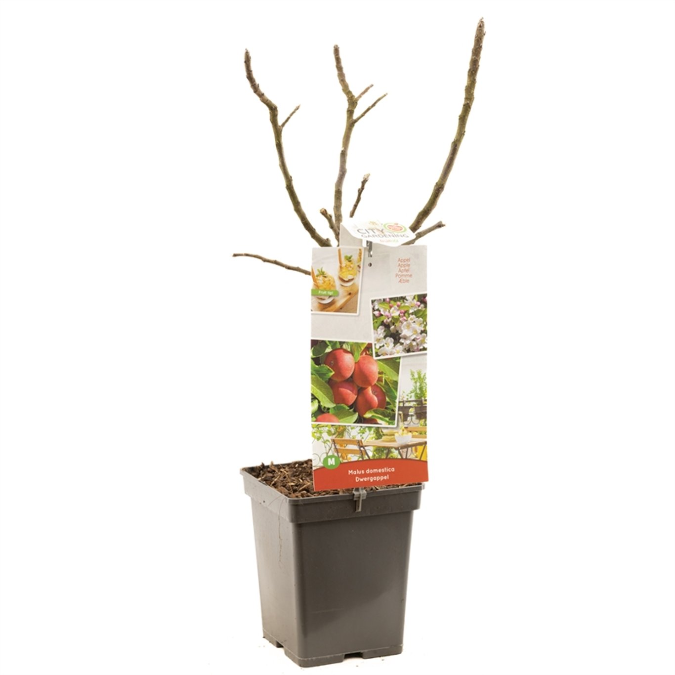 Malus dom. "Dwergappel" - C5 50-60 CM