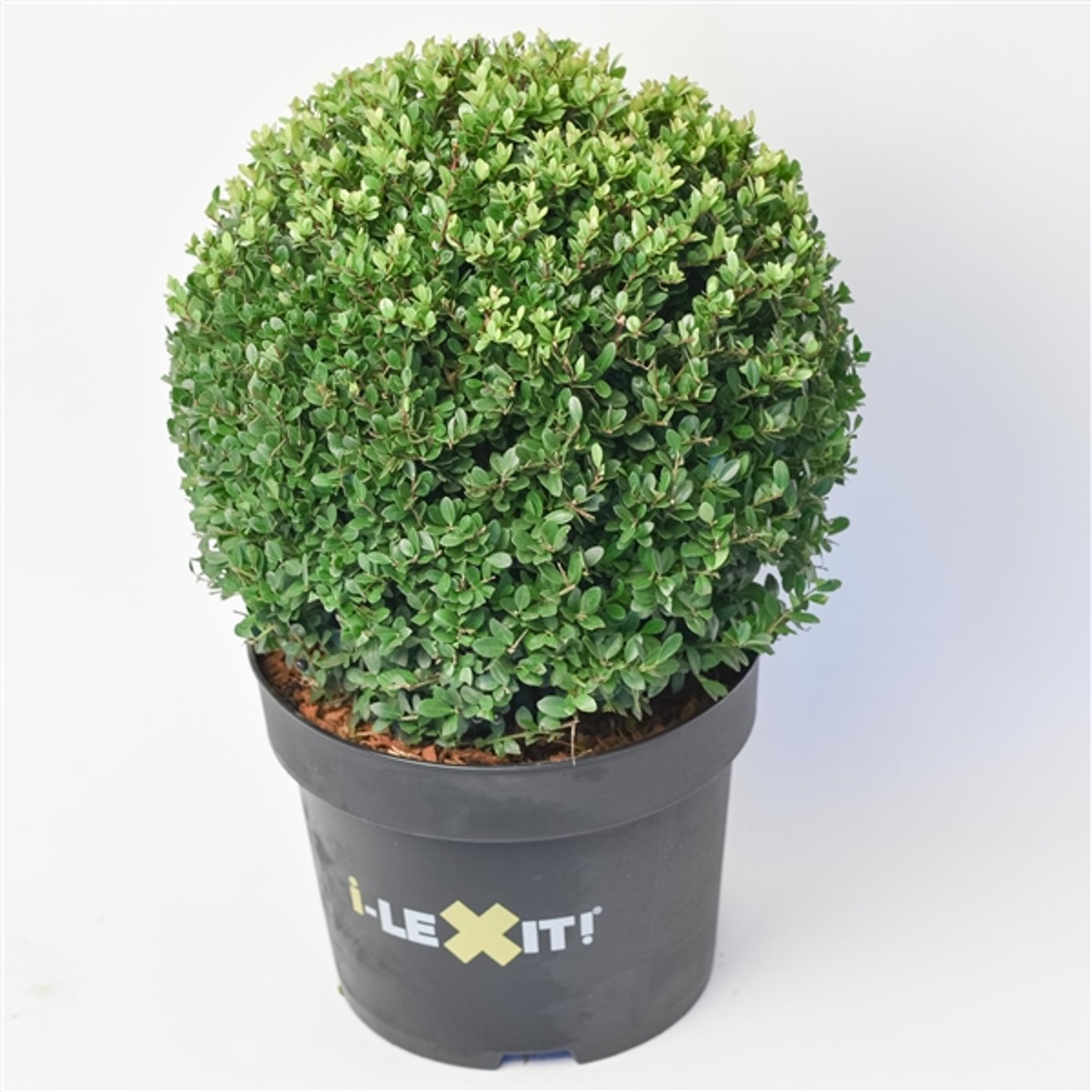 Ilex crenata 'Dark Green'® - 35 CM Ball Cont.
