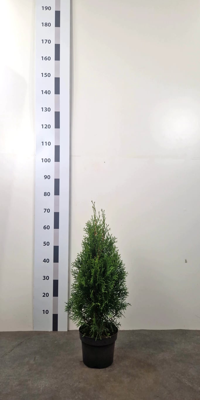 Thuja occ. 'Smaragd' - C3 50-60 CM