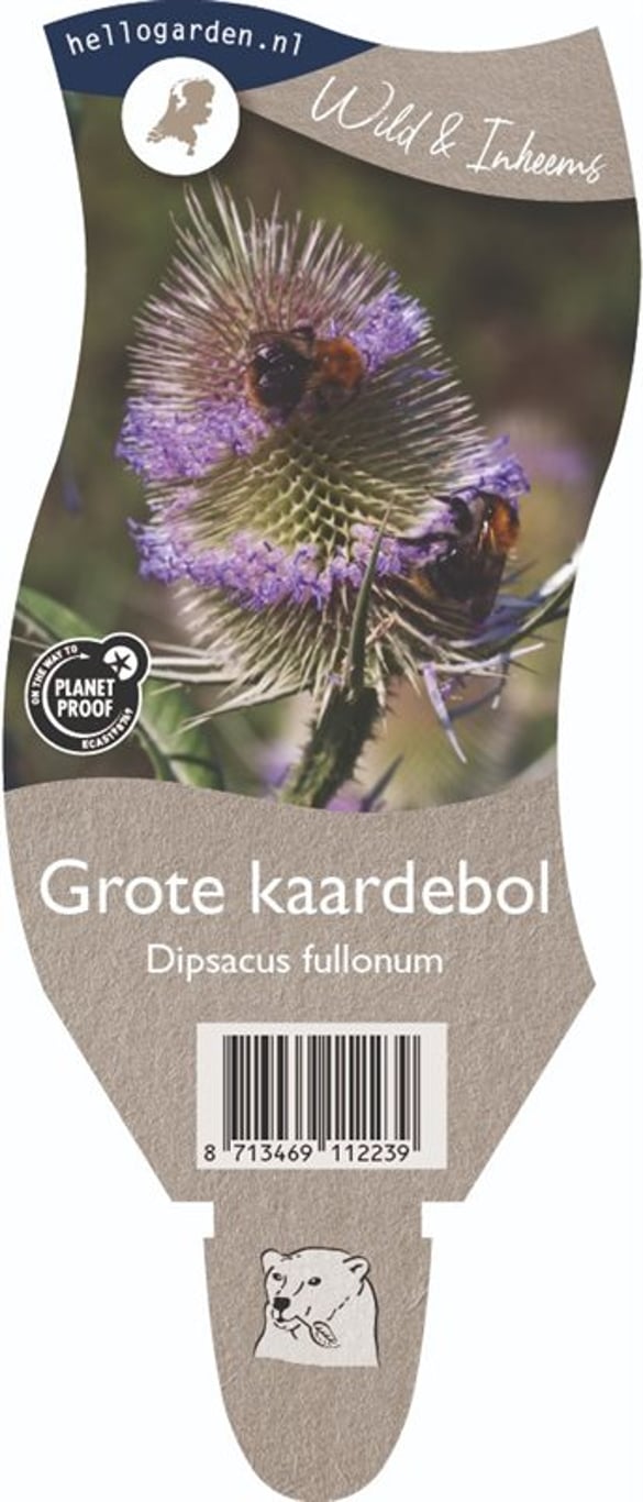 Dipsacus fullonum - P11