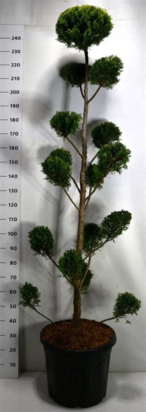 Cupressocyparis l. 'Castlewellan Gold' - 200-225 CM Bonsai Cont.