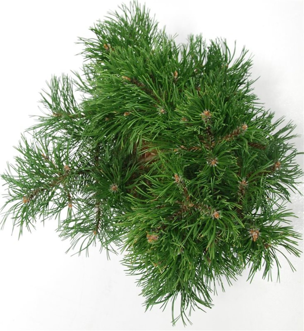 Pinus mugo 'Gnom' - C12 30-40 CM