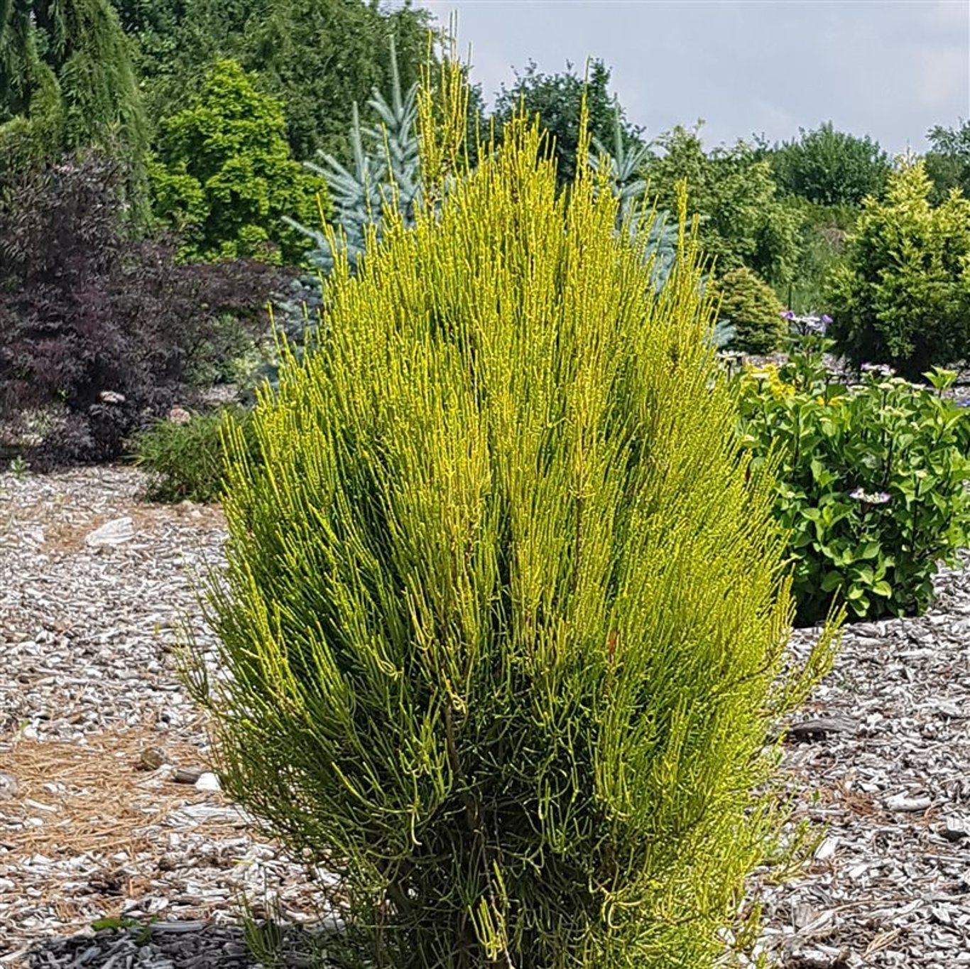 Platycladus or. 'Franky Boy' - C3 25-30 CM