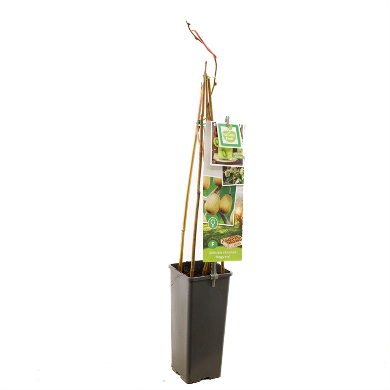 Actinidia d. 'Hayward' - C2 50-60 CM