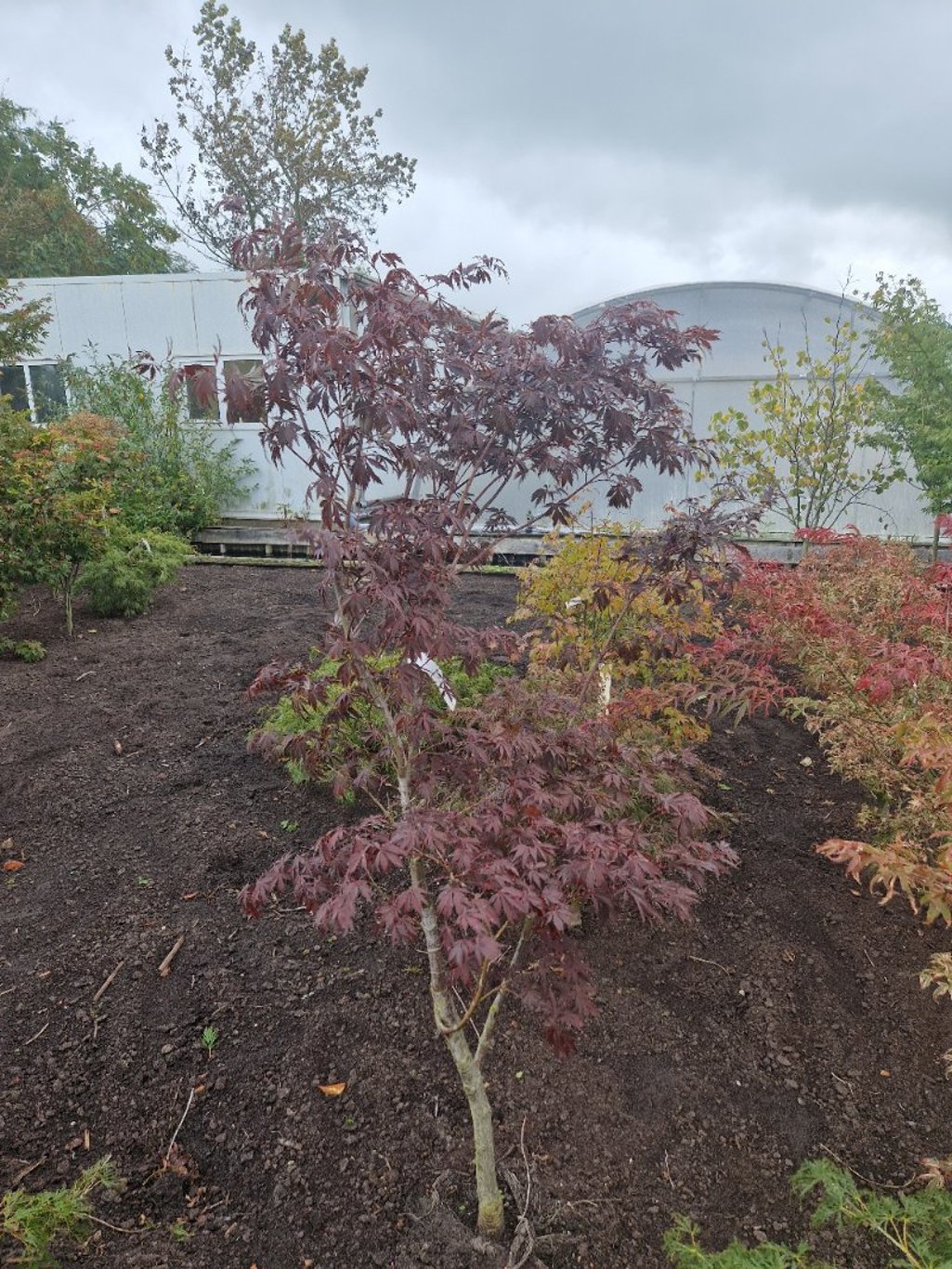 Acer pal. 'Burgundy Lace' - 125-150 CM RB