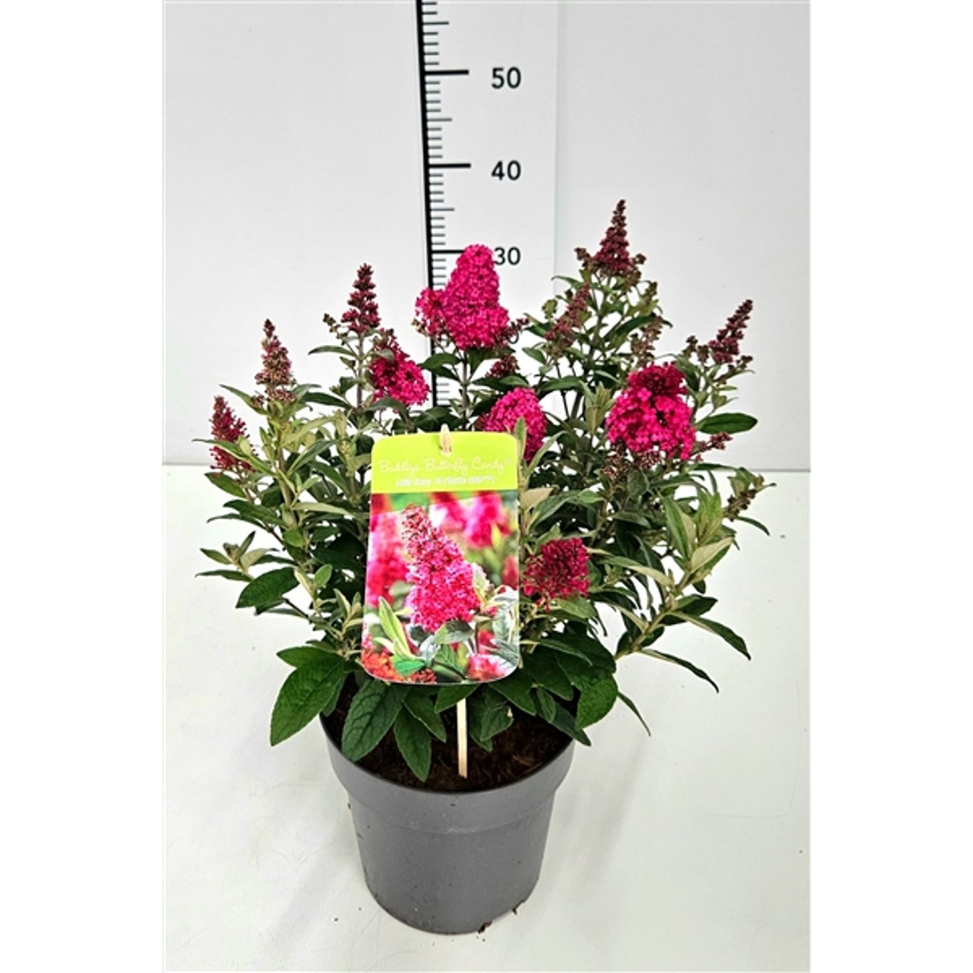 Buddleja d. 'B. Candy Little Ruby' - C3