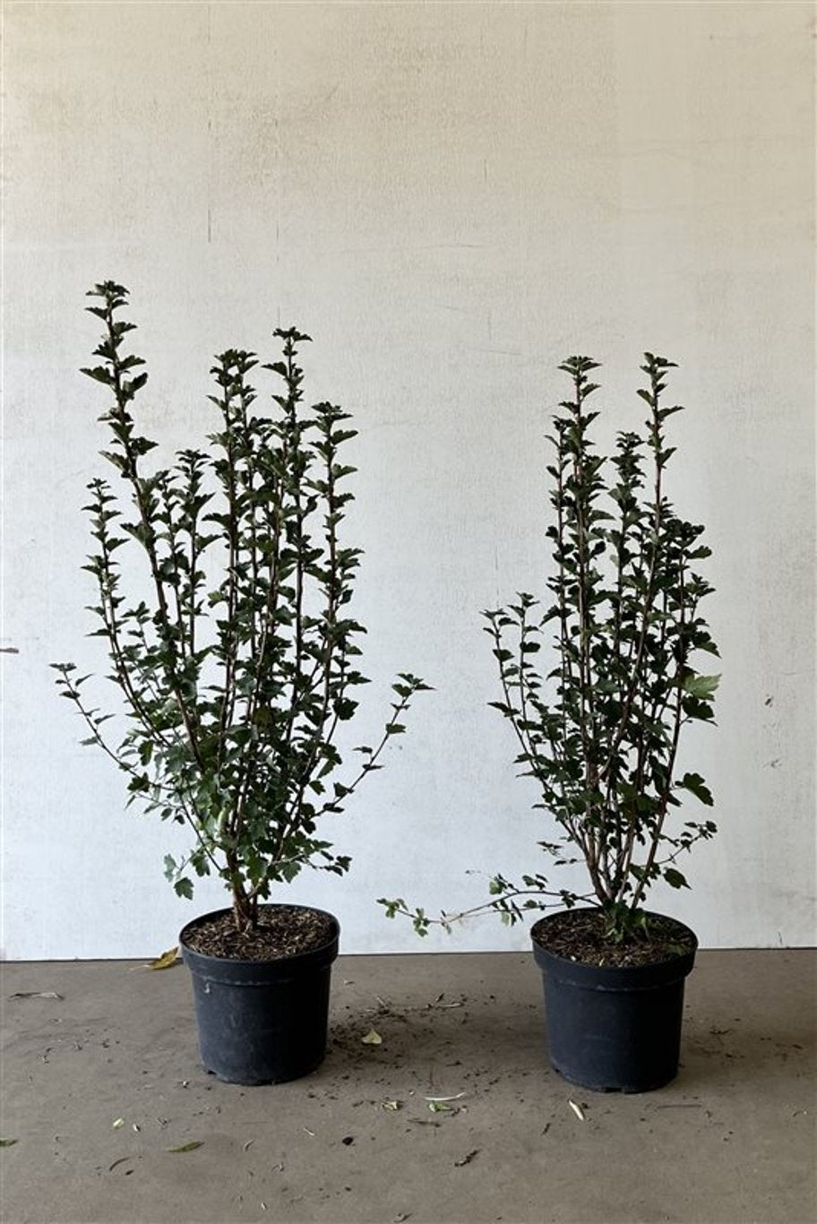 Ribes alpinum 'Schmidt' - C5 60-80 CM