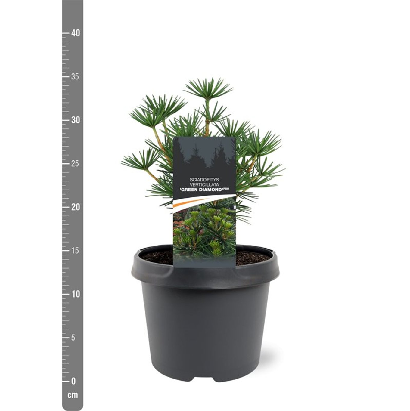 Sciadopitys vert. 'Green Diamond' - C3 25-30 CM
