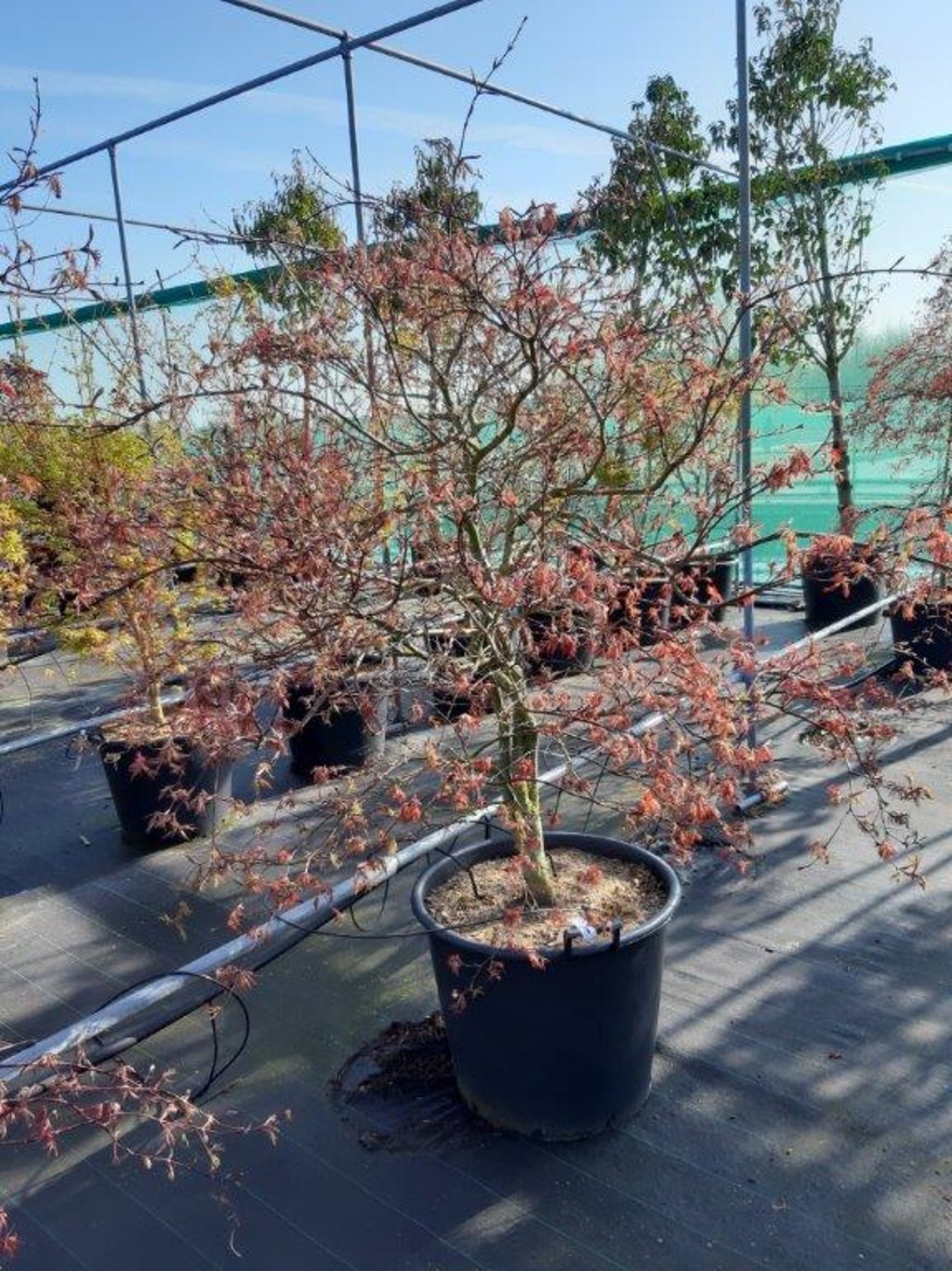 Acer pal. 'Garnet' - C90 150-175 CM