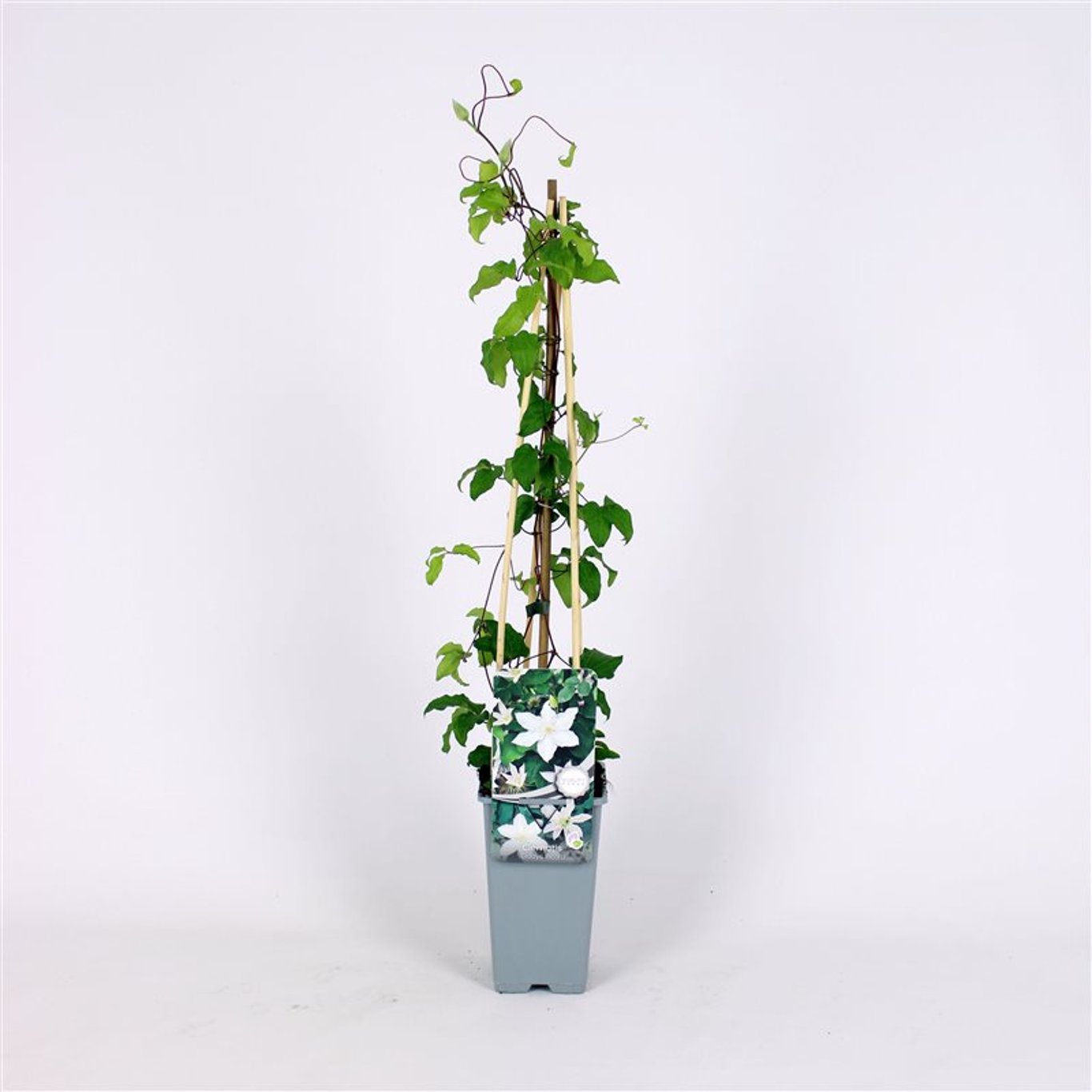 Clematis 'Gladys Picard' - C2 70/+ CM