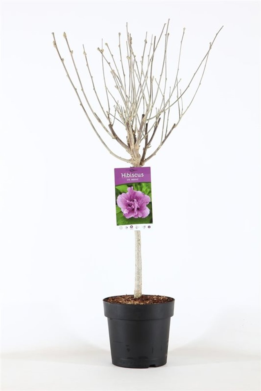 Hibiscus syr. 'Ardens' - 30 CM Stem C3