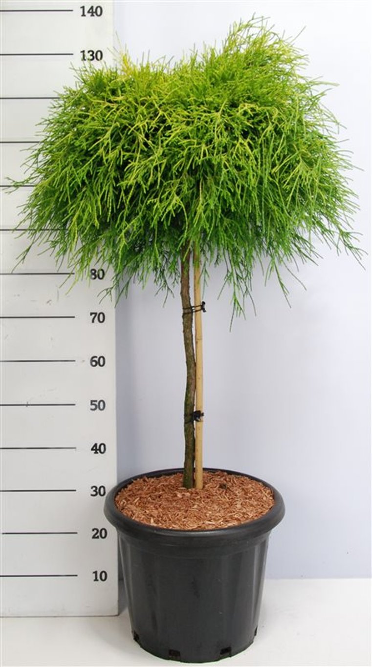 Chamaecyparis p. 'Sungold' - 75 CM Stem C25