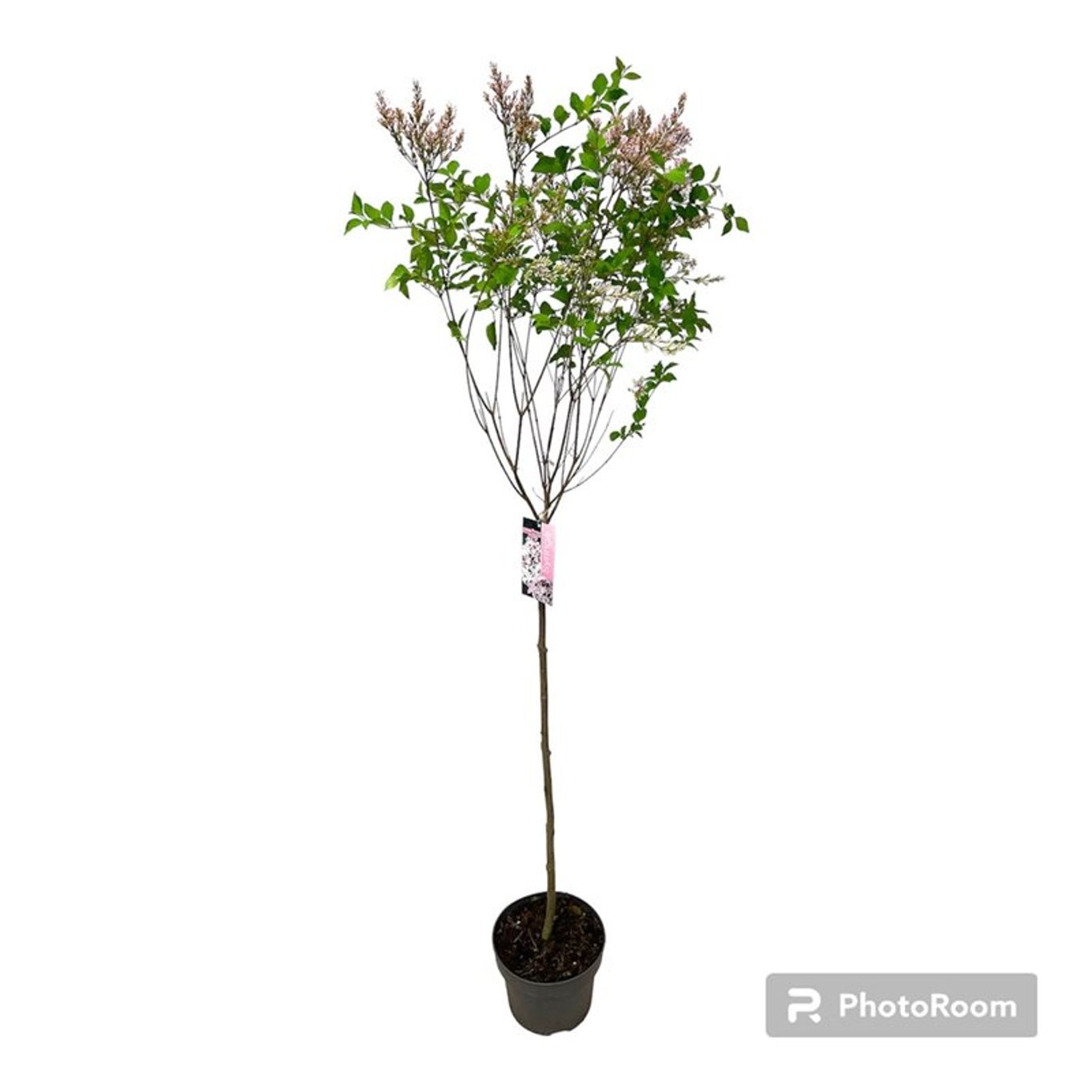 Syringa 'Flowerfest White' ® - 80 CM Stem C5