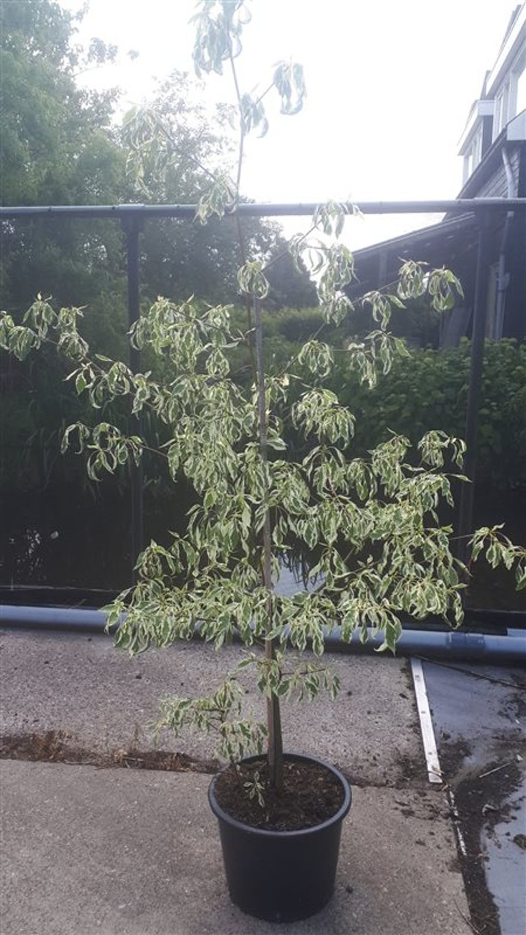 Cornus controversa 'Variegata' - C20 175-200 CM