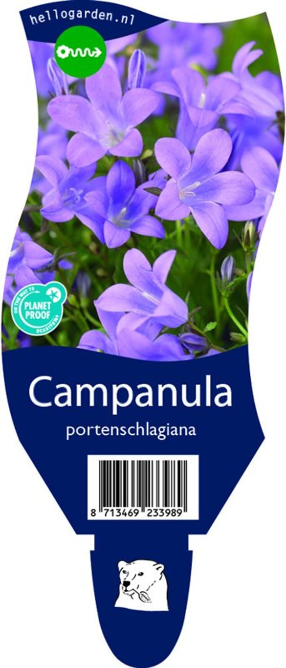 Campanula portenschlagiana - P11
