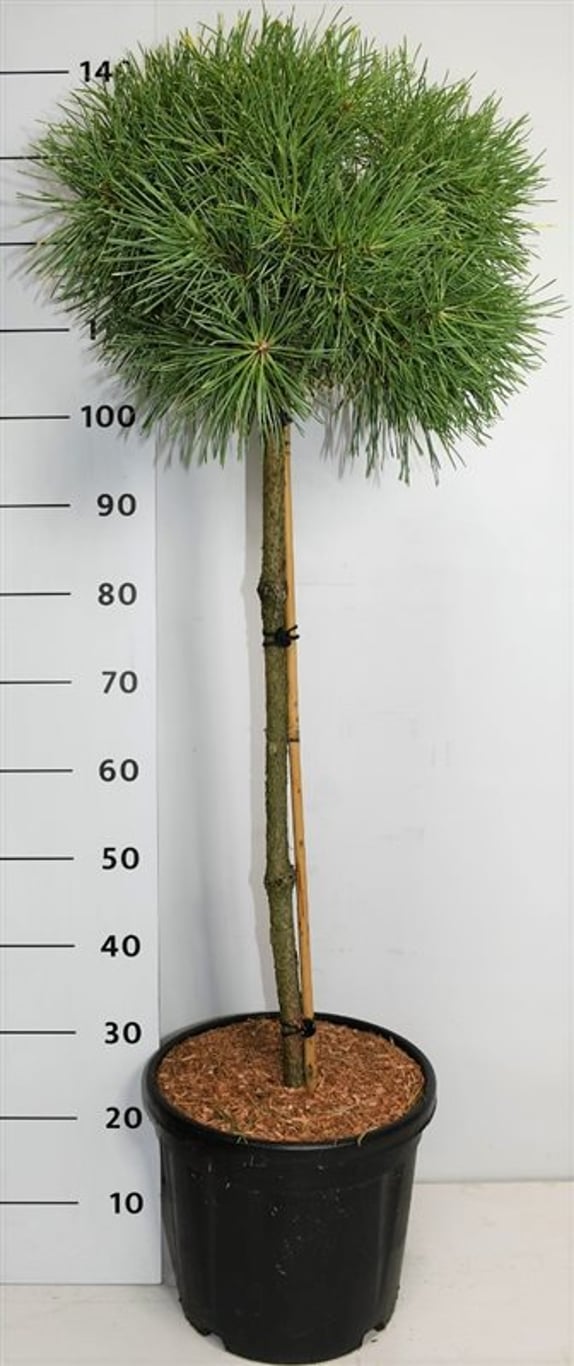 Pinus sylv. 'Aurea' - 70 CM Stem C20