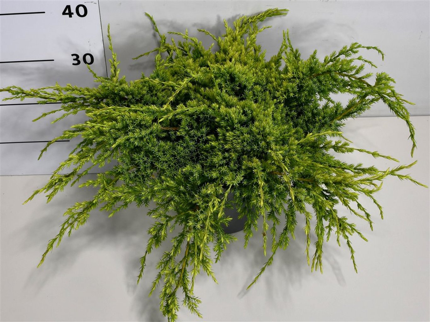 Juniperus squamata 'Holger' - C5 40-50 CM