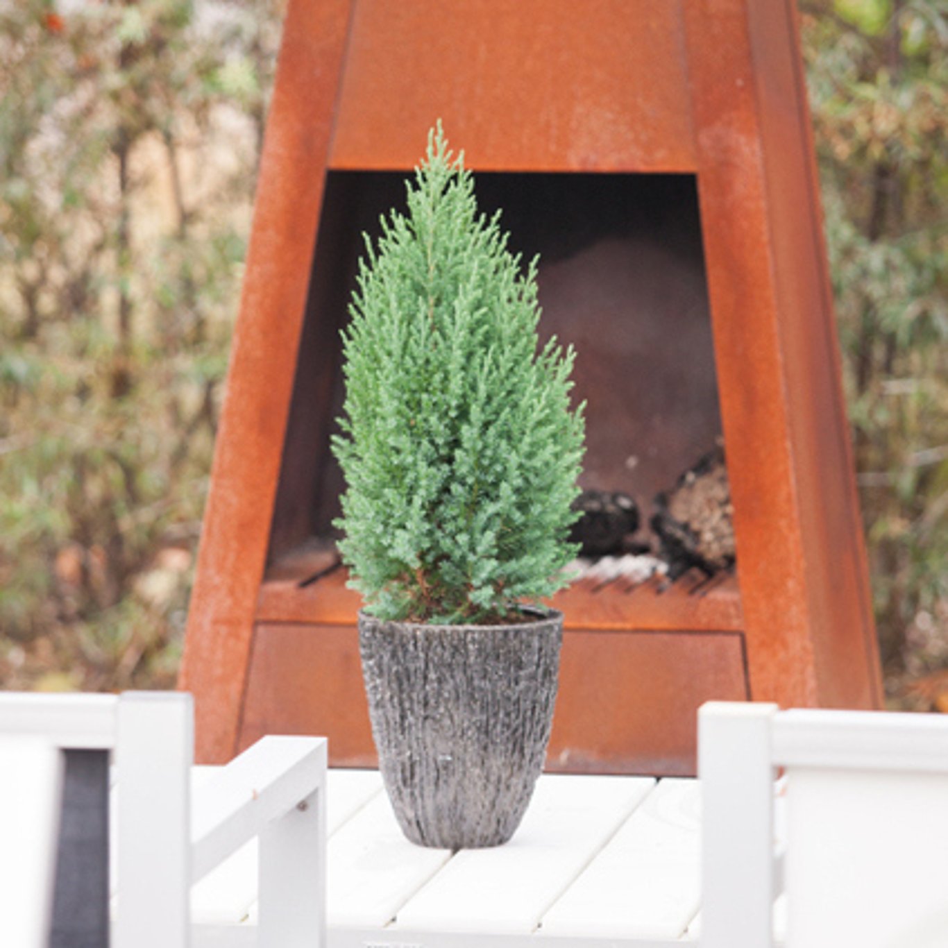 Juniperus chin. 'Stricta' - C7.5 60-80 CM