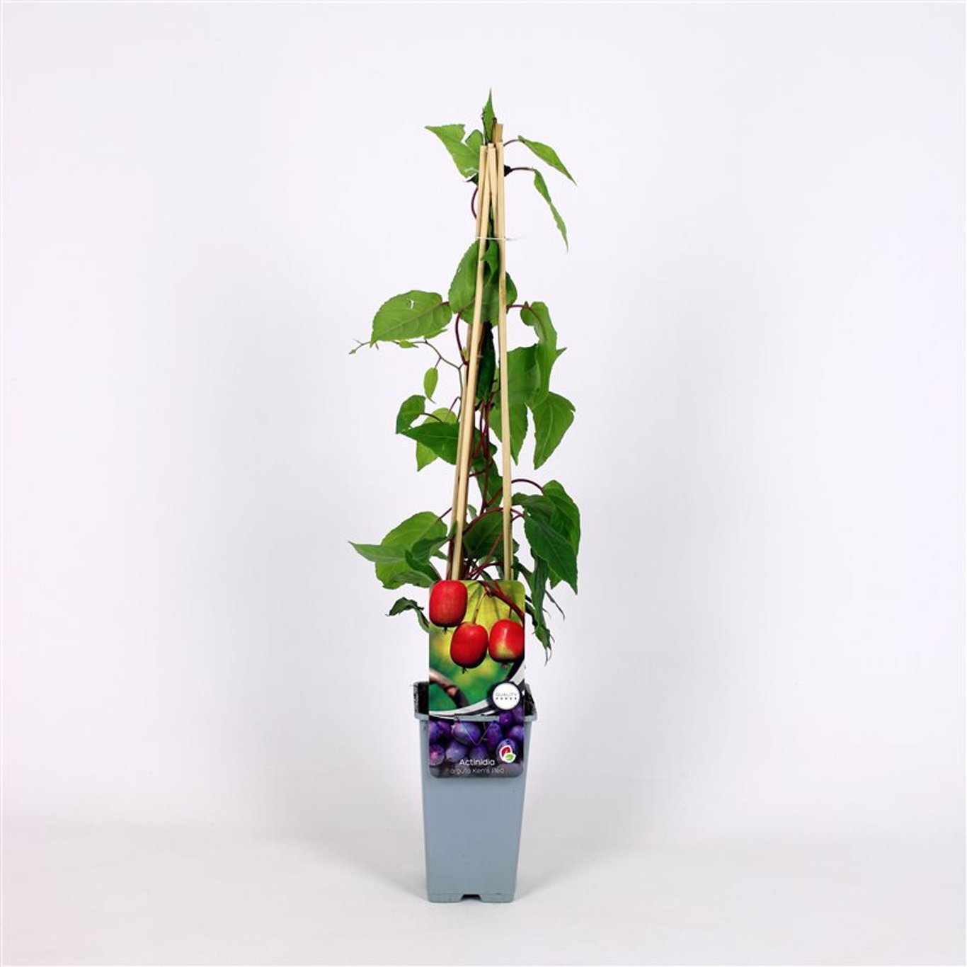 Actinidia a. 'Ken's Red' - C2 70/+ CM