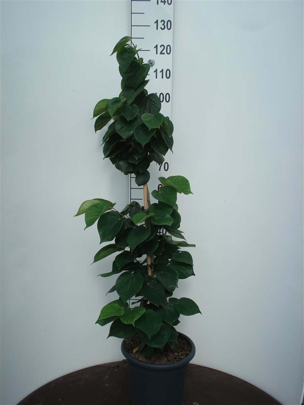 Cercis chinensis 'Avondale' - C20 100-125 CM