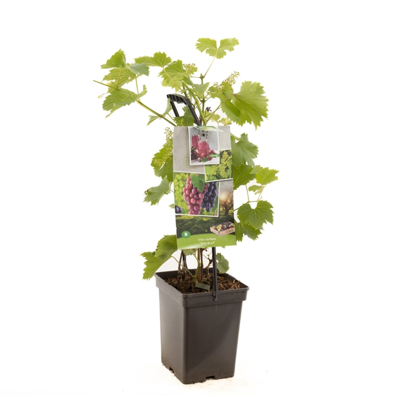 Vitis vinifera 'Trio Druif' - 50-60 CM Carry Handle C5