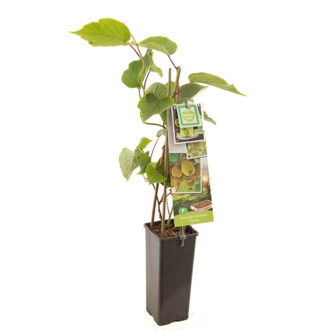 Actinidia d. 'Jenny' - C2 50-60 CM