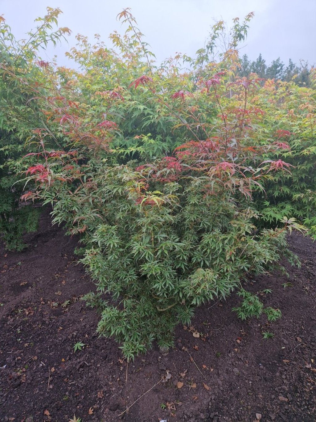 Acer pal. 'Jerre Schwartz' - 100-125 CM RB