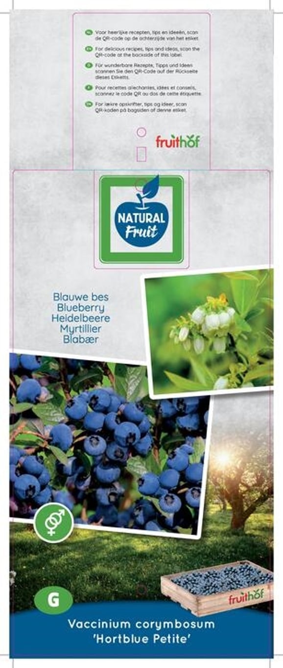 Vaccinium c. 'Hortblue Petite' - C5 50-60 CM